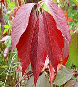    Vitis quinquefolia  